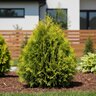 Platycladus (Thuja) orientalis Morgan Chinese Arborvitae