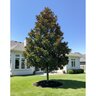 Magnolia grandiflora Little Gem Southern Magnolia