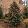 Camellia Sasanqua Yuletide Camellia 6 ft. Height Ball and Burlap