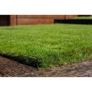 Zoysia Sod Lazer Zoysiagrass (per sq. ft.)