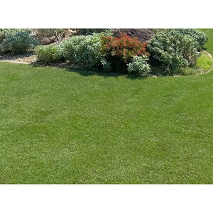 Zoysia Sod Stadium Zoysiagrass (per sq. ft.)