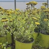 Achillea x Moonshine Yarrow