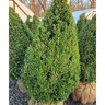 Buxus x Green Mountain Boxwood
