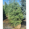 Cedrus deodara Deodar Cedar