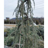 Cedrus atlantica Glauca Pendula Weeping Blue Atlas Cedar