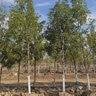 Celtis occidentalis Hackberry 45 gal. Container