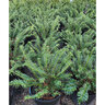 Cephalotaxus harringtonia Duke Gardens Japanese Plum Yew