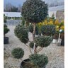 Chamaecyparis pisifera Boulevard (Cyano-Viridis) Japanese Falsecypress