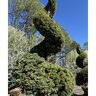 Chamaecyparis pisifera Boulevard (Cyano-Viridis) Japanese Falsecypress 4 Tier Poodle Specimen . Ball and Burlap