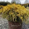 Chamaecyparis pisifera Golden Mop Sawara False-Cypress