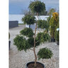 Chamaecyparis pisifera Golden Mop Sawara False-Cypress