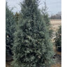 Hesperocyparis arizonica Carolina Sapphire Arizona Cypress
