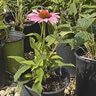 Echinacea purpurea Magnus Purple Coneflower