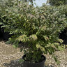 Euonymus alatus Compactus Dwarf Burning Bush