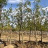 Gleditsia triacanthos var. inermis Shademaster Thornless Honeylocust