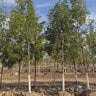 Gleditsia triacanthos var. inermis Skyline Thornless Honey Locust