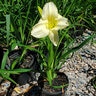 Hemerocallis x Happy Returns Daylily