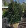 Ilex x Nellie R. Stevens Holly