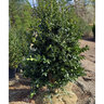 Ilex x Nellie R. Stevens Holly
