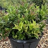 Ilex cornuta Carissa Chinese Holly