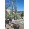 Ilex Vomitoria Pendula Weeping Yaupon Holly 