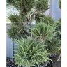 Juniperus x pfitzeriana Sea Green Juniper