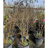 Lagerstroemia indica x fauriei Tuscarora Crape Myrtle