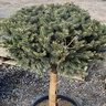Picea pungens Glauca Globosa Blue Spruce 20 gal. Container