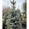 Picea pungens Blue Spruce