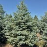 Picea pungens Blue Spruce