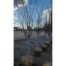 Prunus x yedoensis Yoshino Cherry