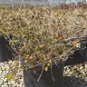 Ribes alpinum Green Mound Alpine Currant