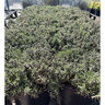 Salvia rosmarinus Arp Rosemary