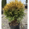 Thuja Occidentalis Golden Globe Arborvitae