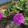 Verbena canadensis Homestead Purple Rose Vervain