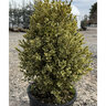 Buxus sempervirens Aureovariegata Variegated Boxwood Pyramidal 5 gal. Container