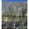 Prunus Subhirtella Snow Fountains Weeping Higan Cherry Low Graft 15 gal. Container