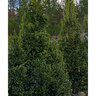 Ilex x Oakleaf Red Holly