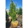 Juniperus virginiana Brodie Eastern Red Cedar