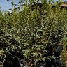 Ligustrum Vulgare Cheyenne Privet