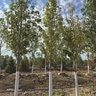 Pyrus calleryana Cleveland Select Flowering Pear 35 gal. Container