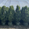Ilex x Emerald Colonnade Holly