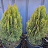 Platycladus (Thuja) orientalis Morgan Chinese Arborvitae