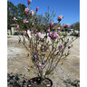 Magnolia hybrid Little Girl Jane Magnolia