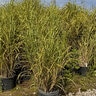 Miscanthus sinensis Zebrinus Zebra Maidengrass
