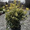 Osmanthus heterophyllus Goshiki False Holly