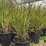Panicum virgatum Shenandoah Switchgrass
