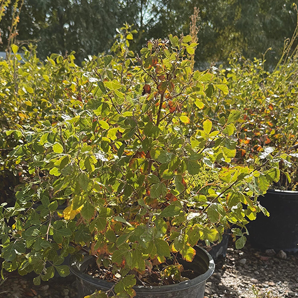 Rhus aromatica Gro-Low Fragrant Sumac | SiteOne US