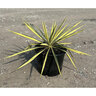 Yucca filamentosa Color Guard Curlyleaf Yucca