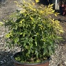 Nandina domestica Lemon-Lime Southern Living / Sunset Heavenly Bamboo